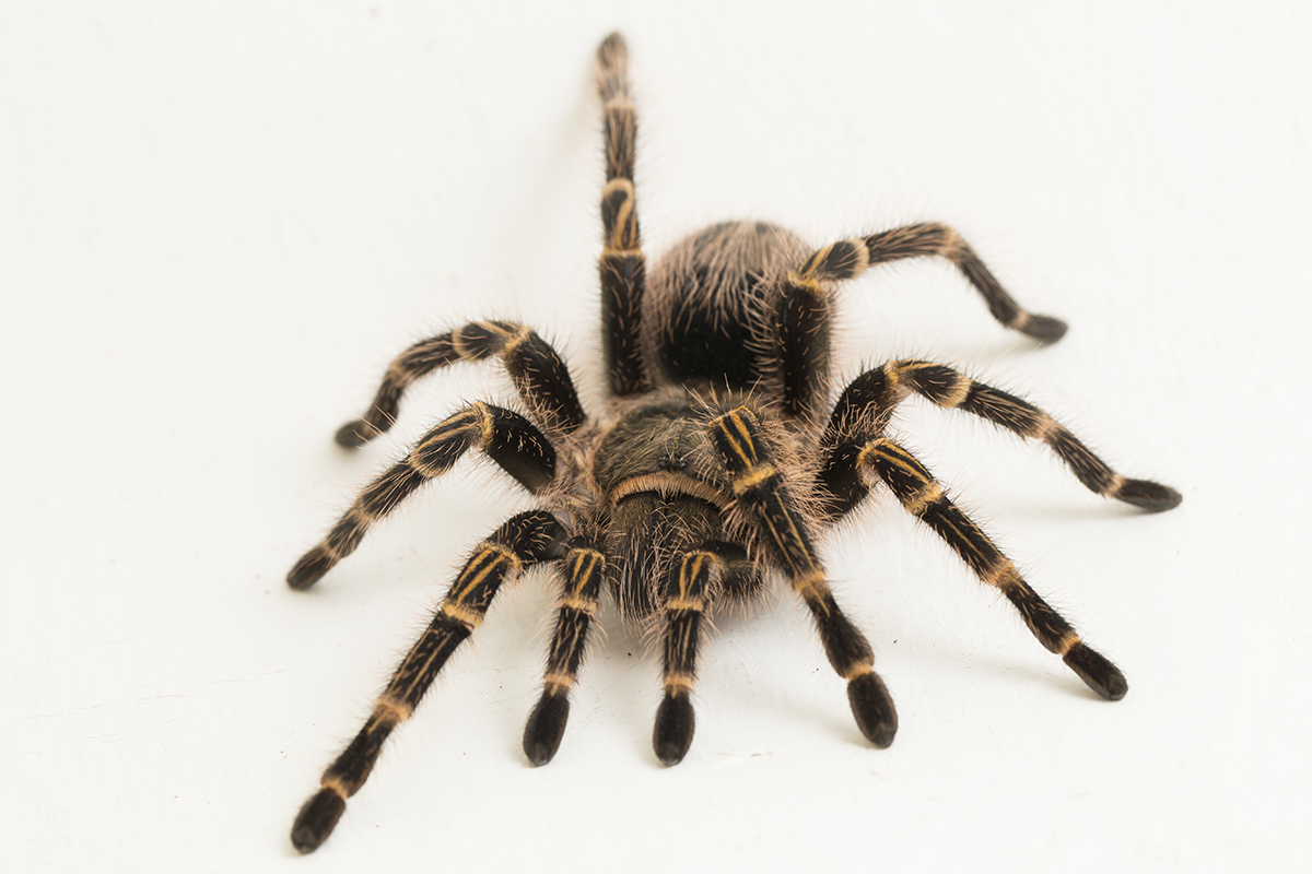 10 Biggest Spiders In The World