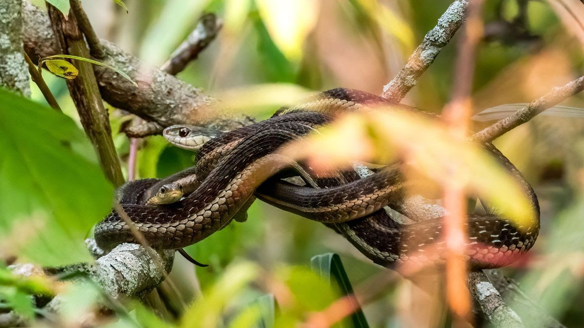 10 Miami Airport Snake Encounters: An Essential Guide