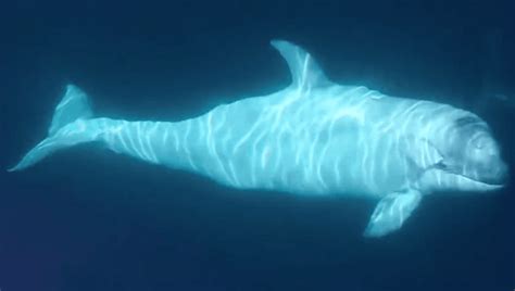 12 Albino Killer Whale Facts: The Complete Guide To An Extraordinary Phenomena