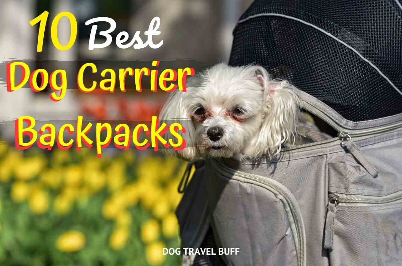 12 Best Dog Carrier Backpacks For Hiking Walking Or Travel Outdoor