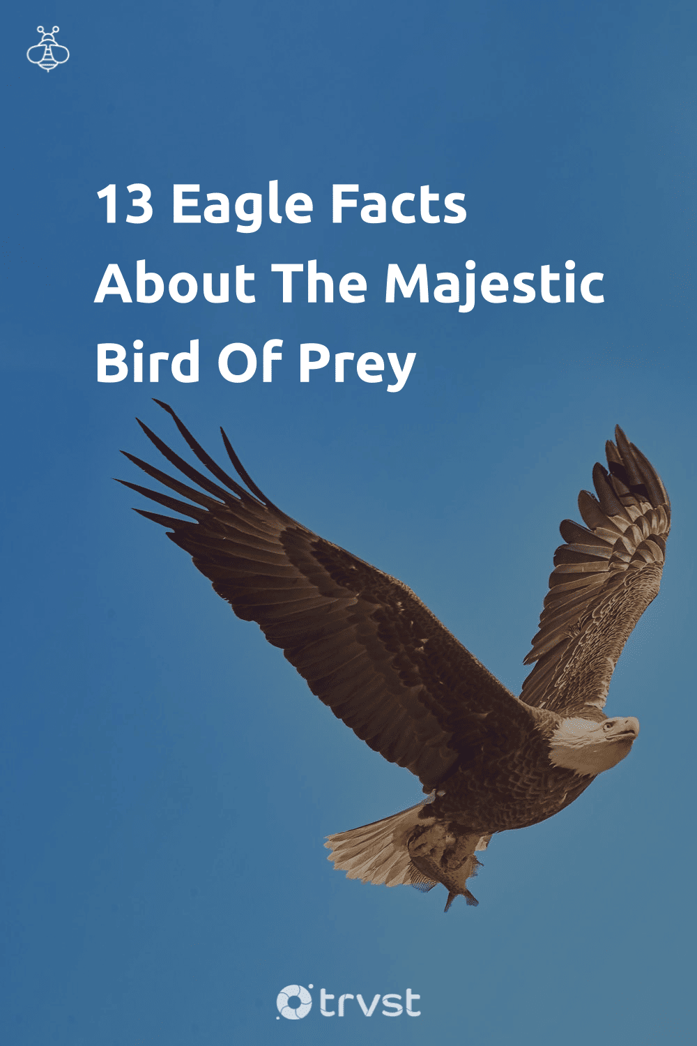 13 Eagle Facts About The Majestic Bird Of Prey