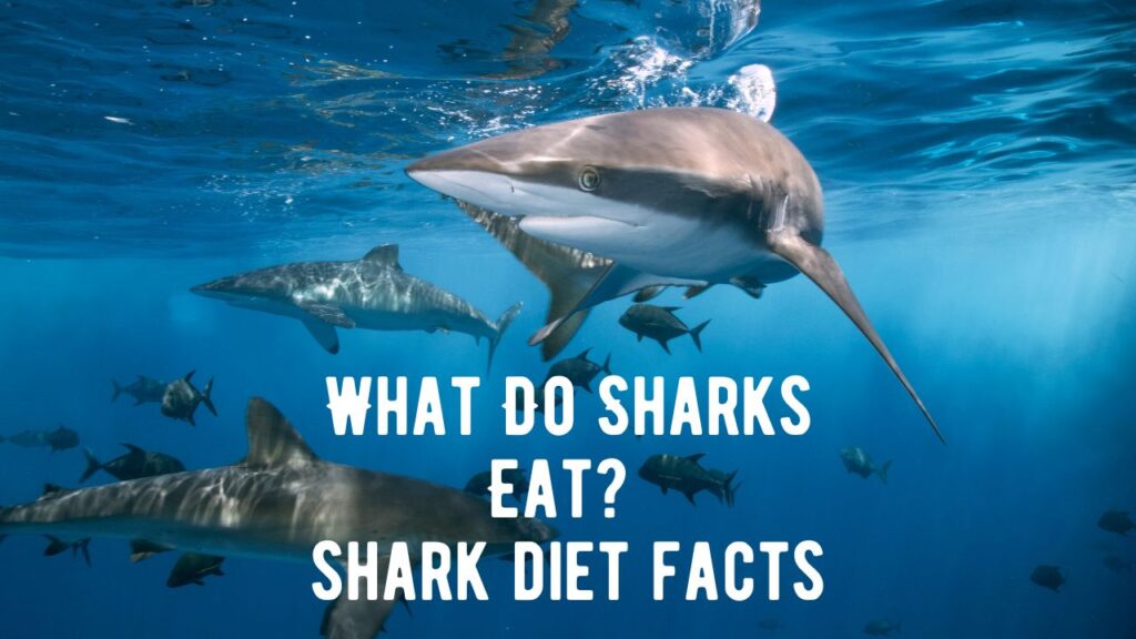 15+ Shark Diet Facts: The Ultimate Guide To What Sharks Eat