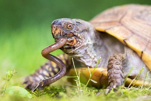 17 Types Of Food Turtles Eat: The Ultimate Diet Guide