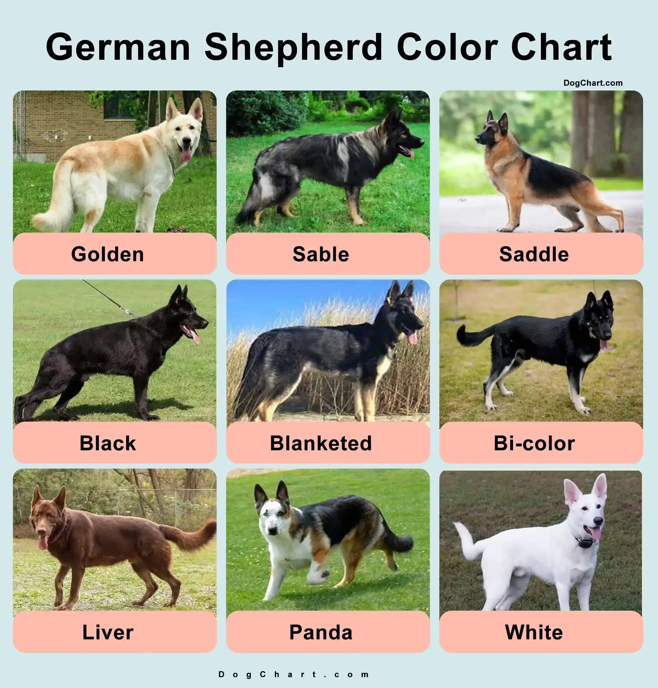 19962 Best German Shepards Images On Pinterest German Shepherd