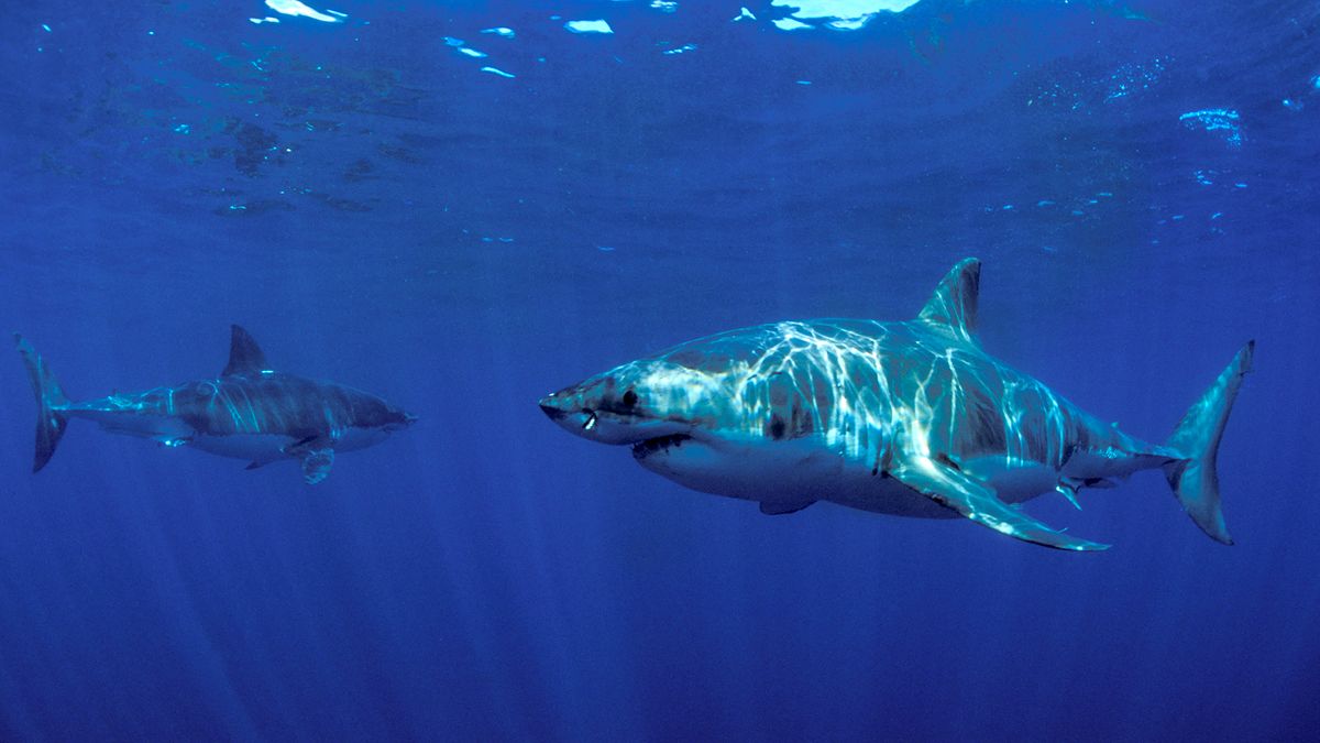 2 Male Great White Sharks Have Traveled Thousands Of Miles Together And