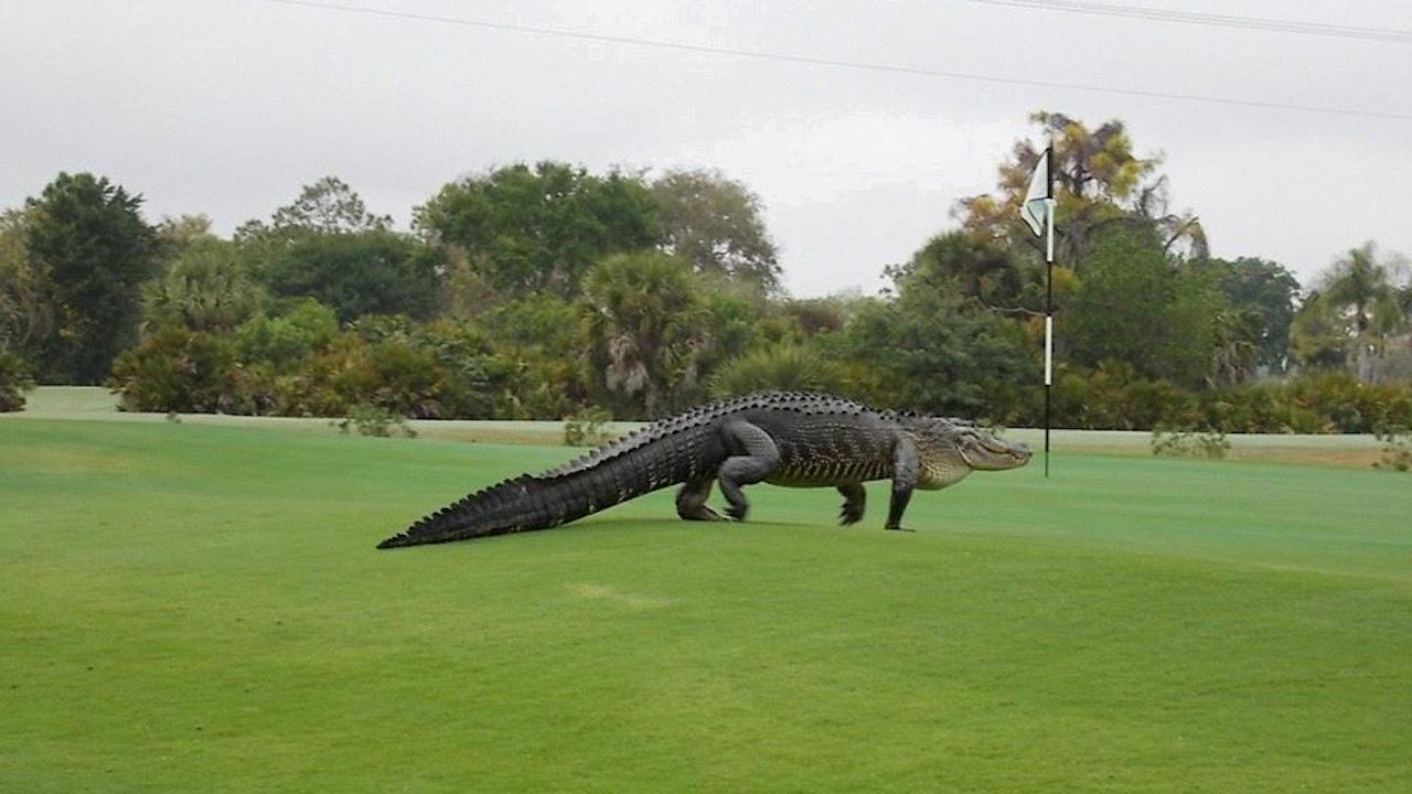 24 Foot Biggest Alligator Caught