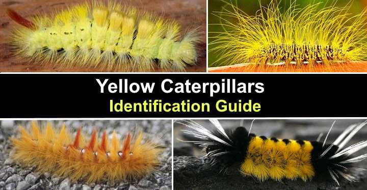 35 Black And Yellow Caterpillars With Pictures Identification Guide