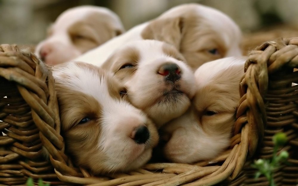 5 Of The Cutest Puppies Pics Ever Puppy Lovers Blog