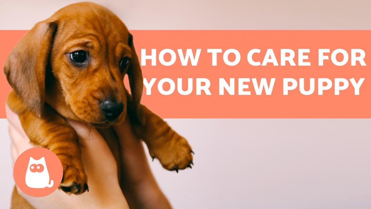 5 Tips On How To Take Puppy Photos