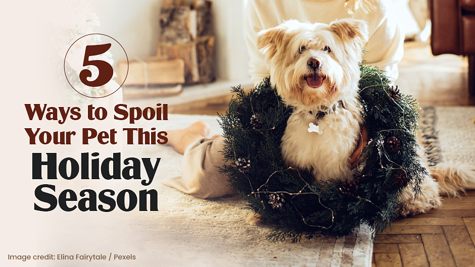 5 Ways To Spoil Your Pet This Holiday Season Dr Dawn S Llc