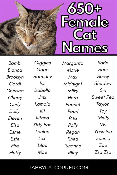 600 Finest Female Cat Names Chosen By You For Your Queen My Pet S Name