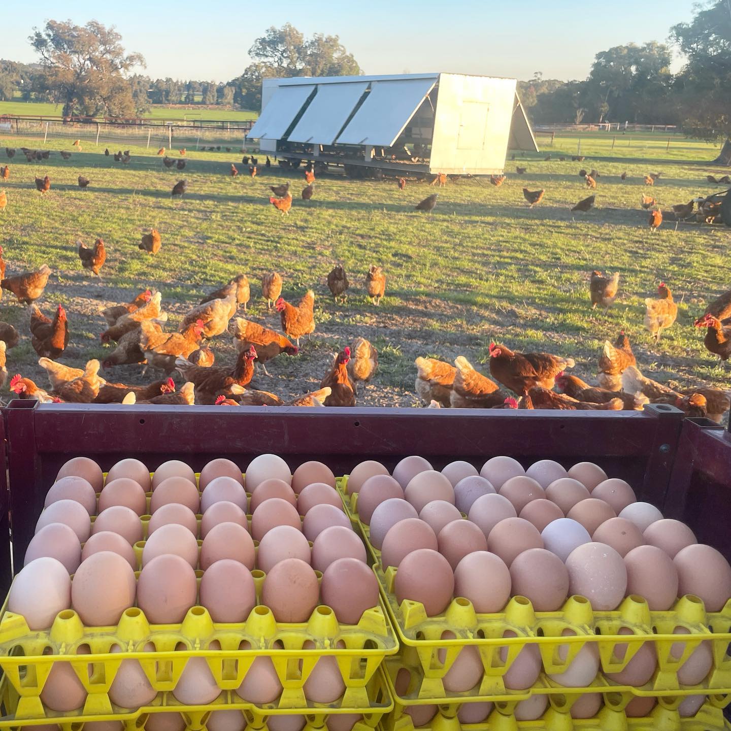 800G Jumbo Pasture Raised Egg Carton Dozen Eggs The Natural Circle