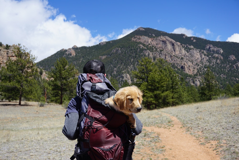 9 Best Dog Carrier Backpack For Hiking In 2022