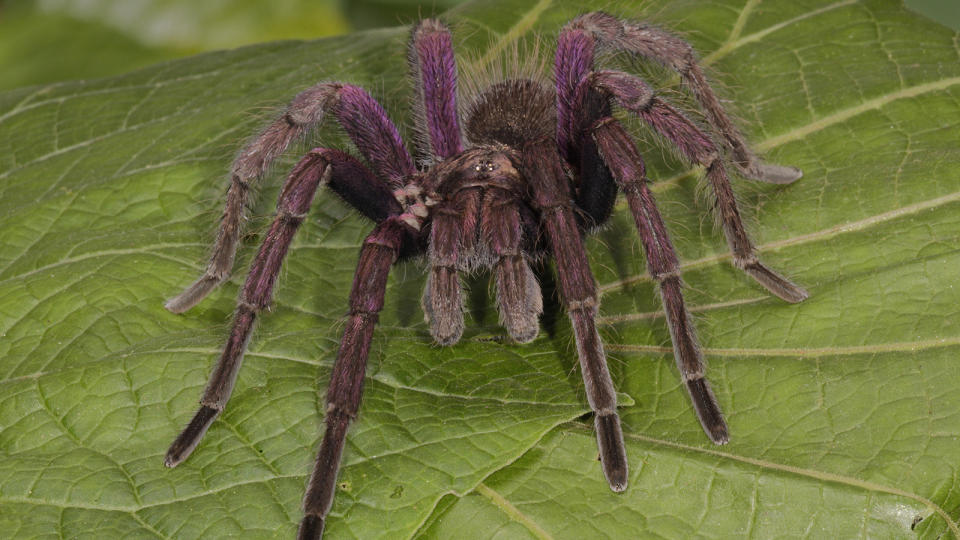 9 Biggest Spiders In The World A Journey Into The Gigantic Howstuffworks