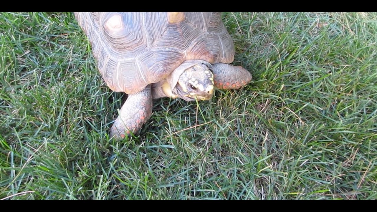 A Day In The Life Of Tortoises And Some Ducks Viral Youtube