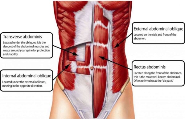 Abdominal Oblique Muscles Functional Anatomy Guide Bodybuilding Wizard