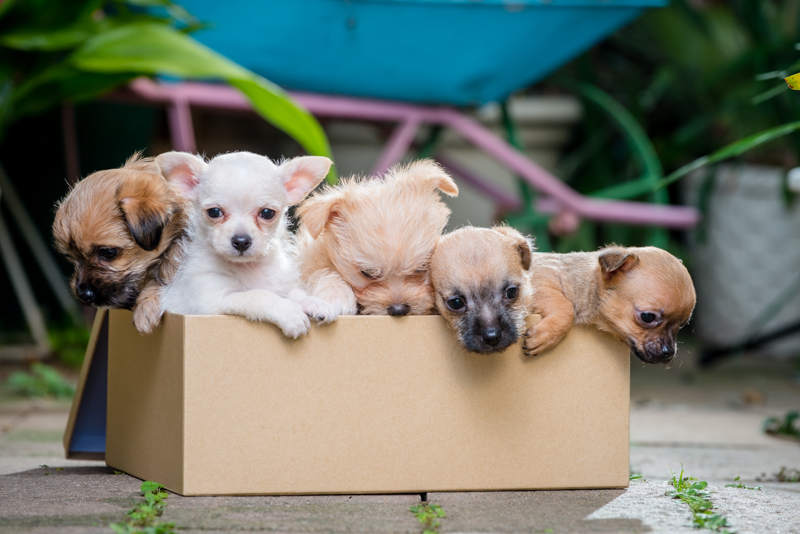 Adopt A Pet On National Adoption Day The City Lane