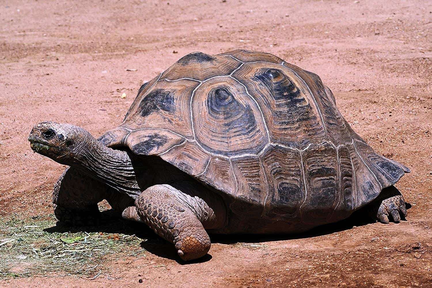 Aldabra Giant Tortoise The Life Of Animals