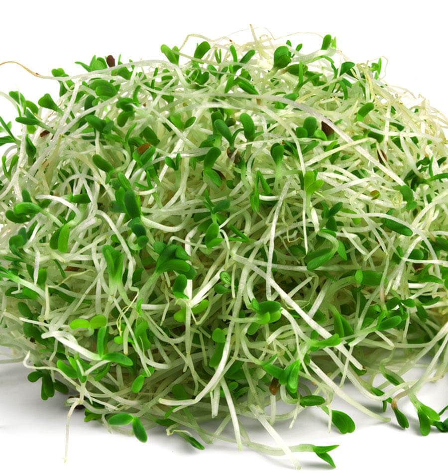 Alfalfa Sprouting Seeds Medicago Sativa De Bolster Organic Seeds