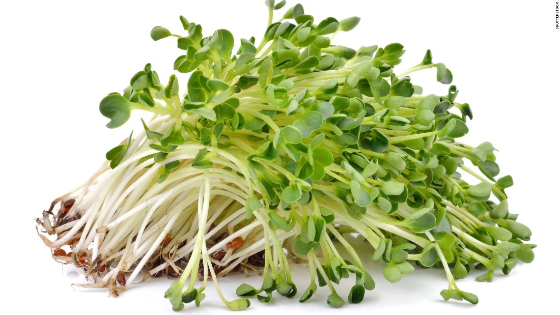 Alfalfa Sprouts Stock Photo Royalty Free Freeimages