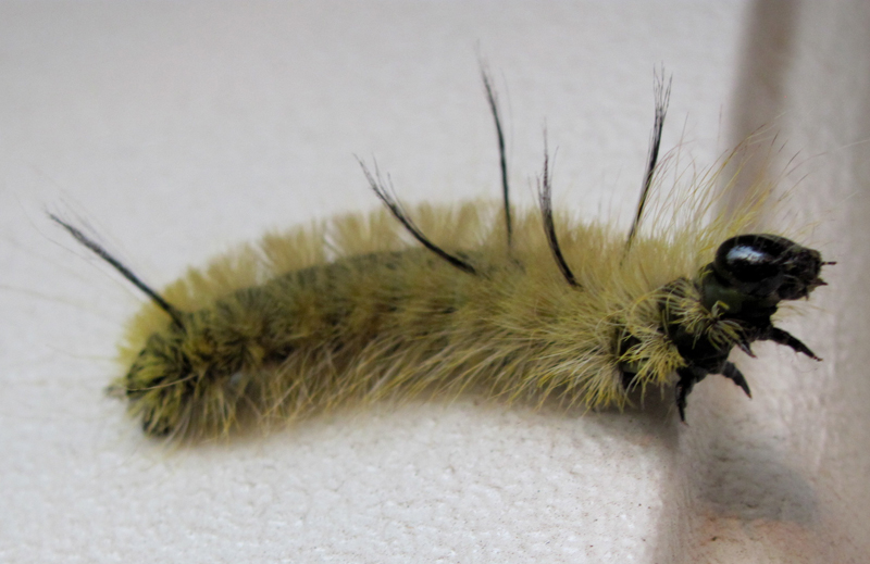 American Dagger Moth Caterpillar