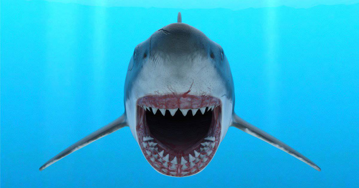 American Photographer Captures Great White Shark S Teeth In Terrifying