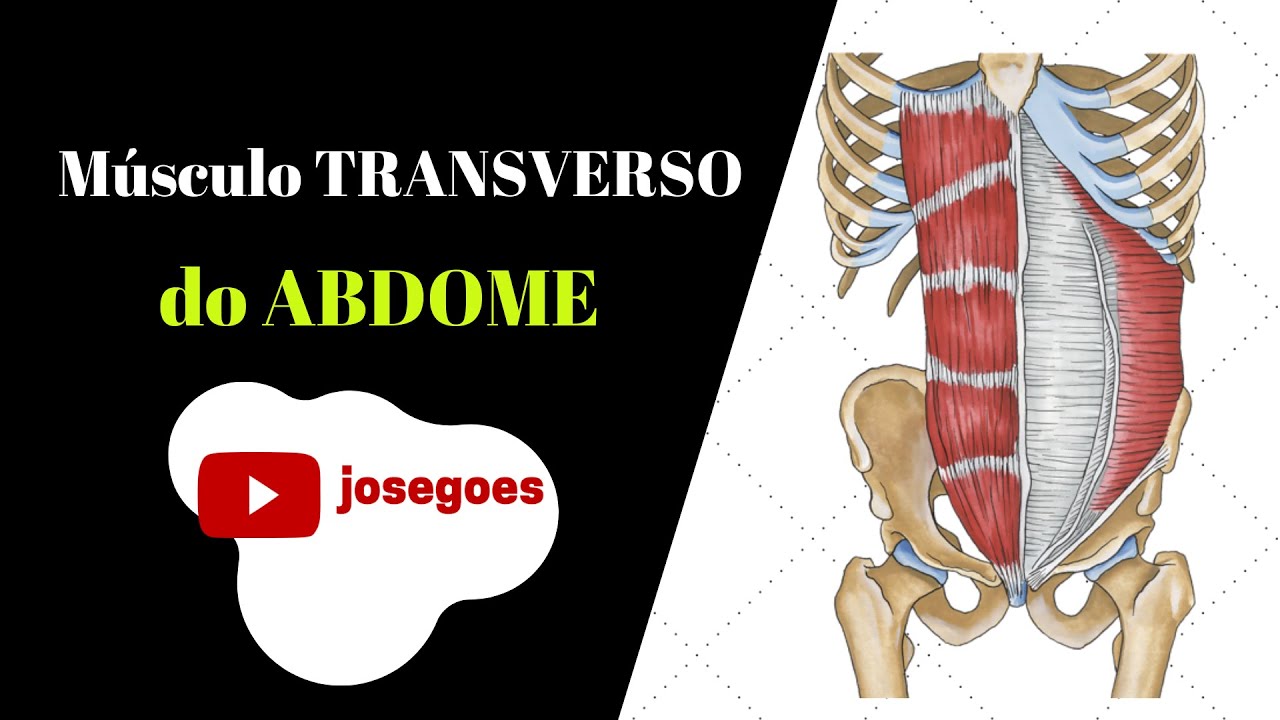 Anatomia Abdome