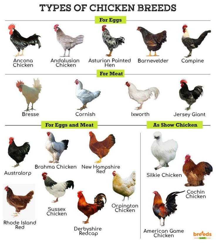 Are Chickens Birds The Facts About Chicken Classification