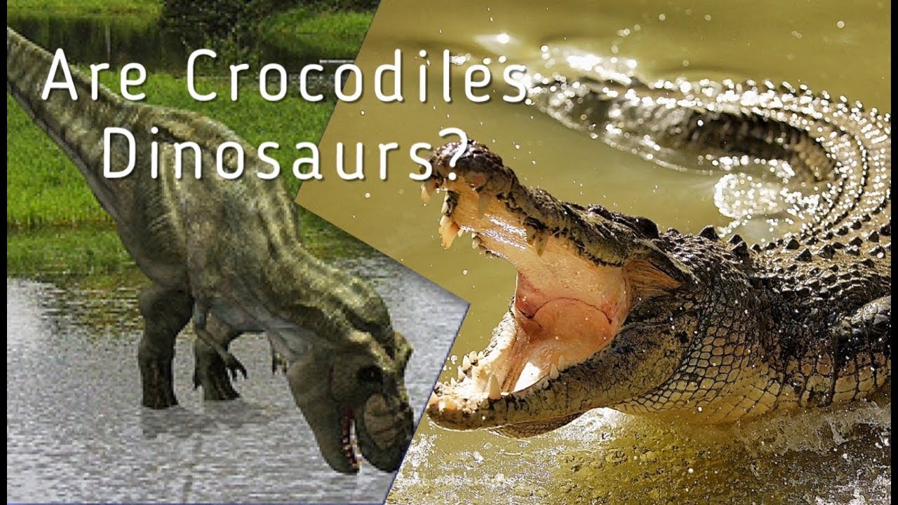 Are Crocodiles Dinosaurs Youtube