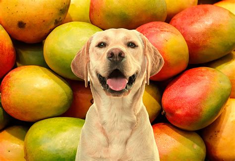 Are Mangoes Good For Dogs