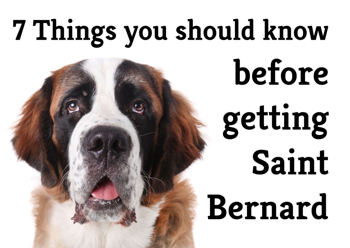 Are St Bernards Intelligent Dogs