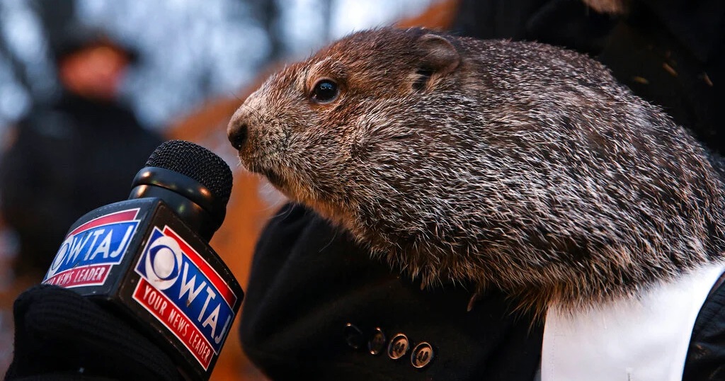 Baby Groundhogs Punxsutawney Phil