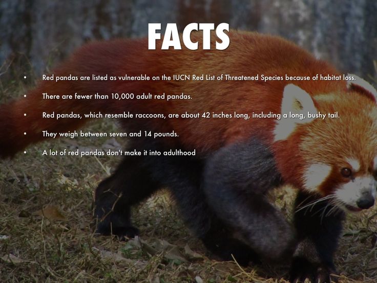 Baby Red Panda Facts Clyde Rosario