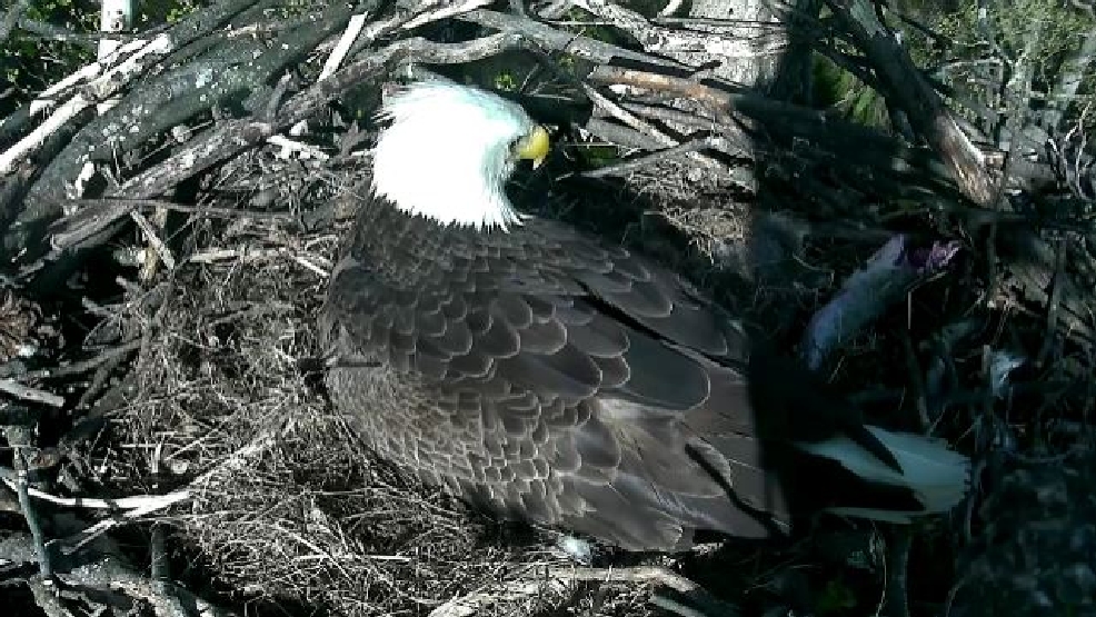 Bald Eagle Cam Watch Decorah Eaglets Grow Up Live The National