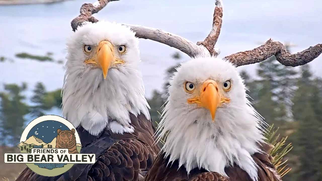 Bald Eagle Live Cam