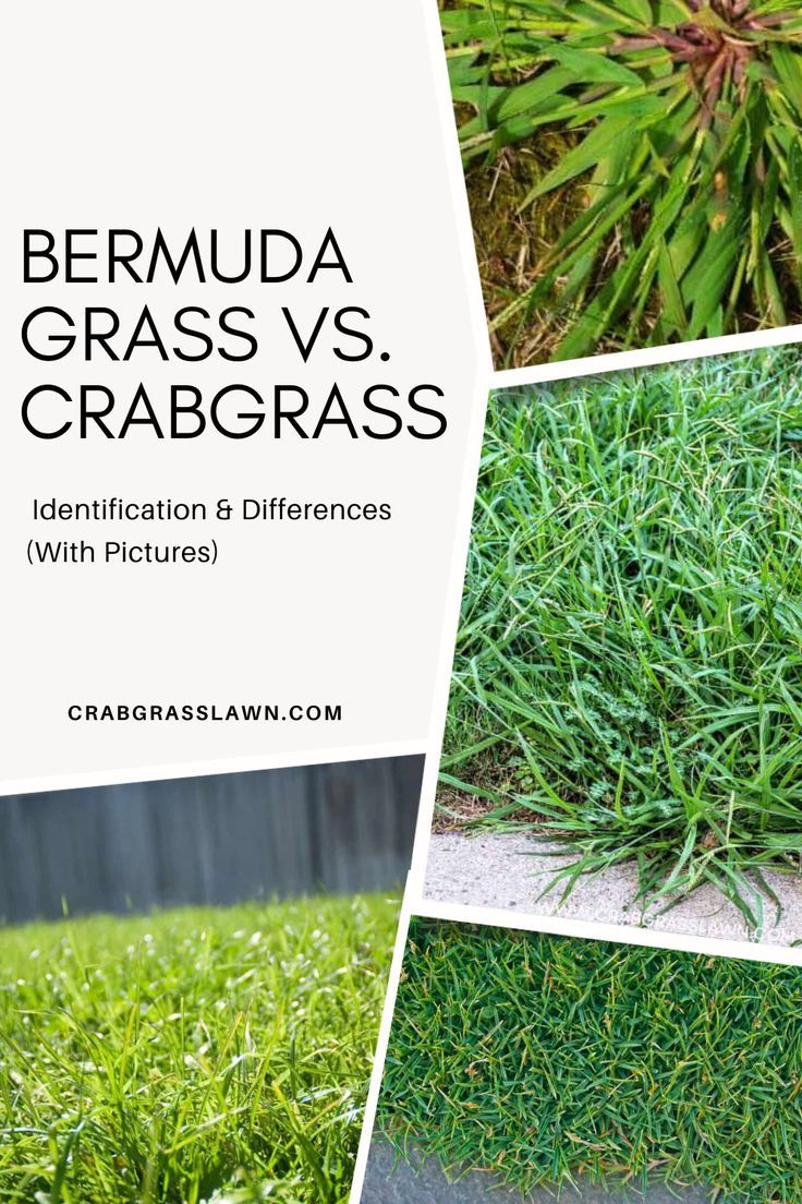 Bermuda Grass Vs Crabgrass Identification Differences With