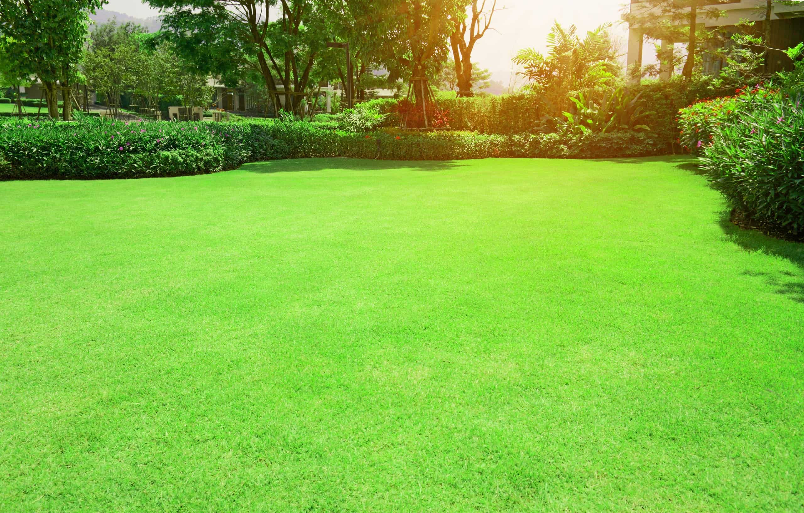 Bermuda Grass Vs St Augustine What Are The Differences A Detailed