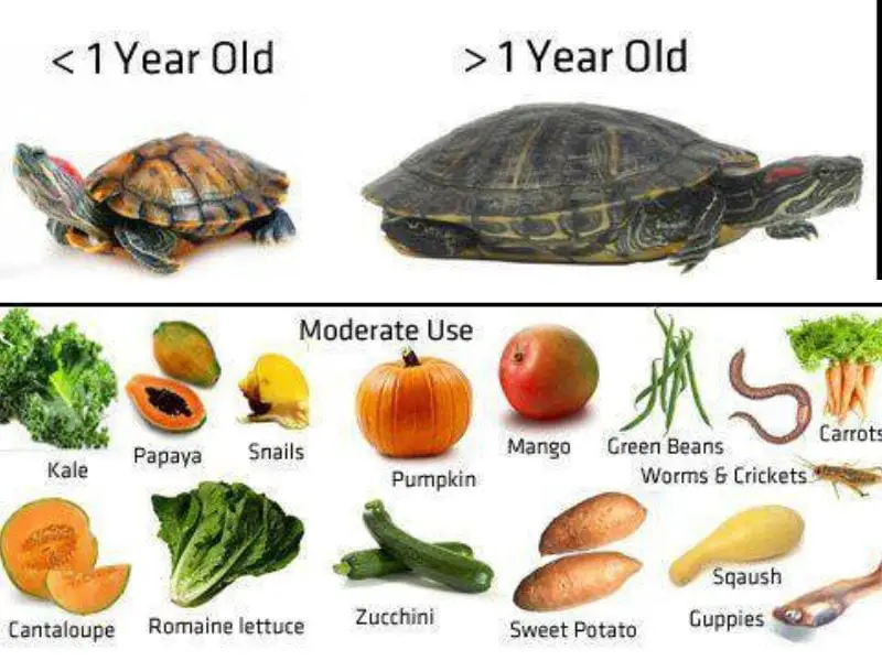 Best Turtle Food For Red Eared Sliders Being Reptiles