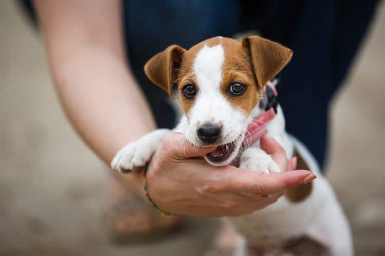 Best Ways To Stop A Puppy From Biting 5 Simple Steps Pet Life Today