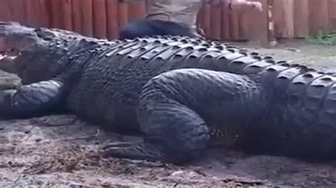 Biggest Alligator In The World Incredible Youtube