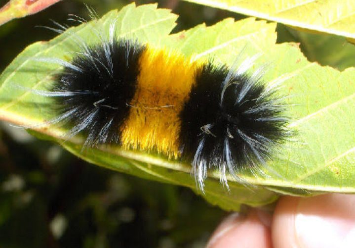 Black And Yellow Caterpillars Flickr Photo Sharing