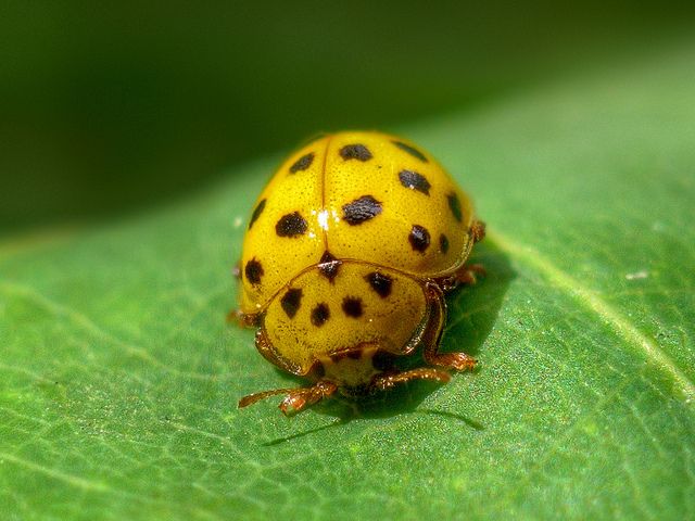 Black Ladybugs Types Pictures Spiritual Meaning And Bite