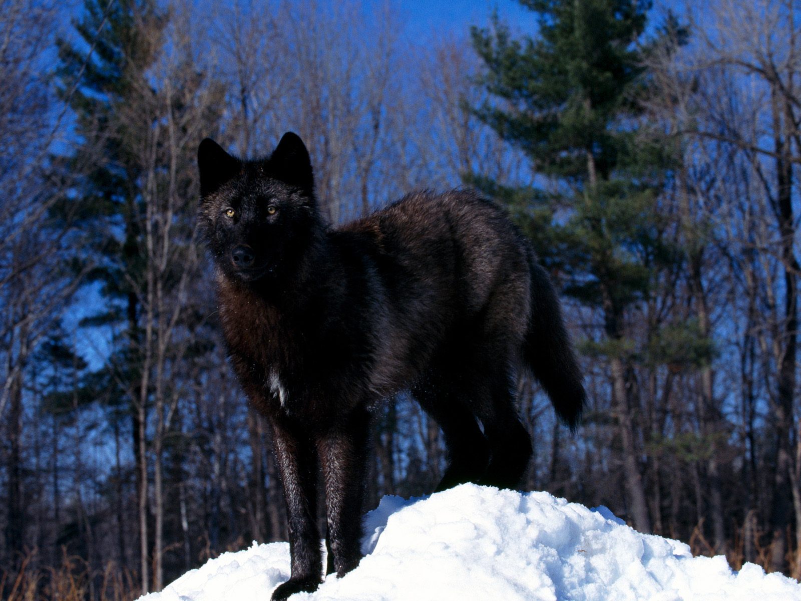 Black Wolf Animal