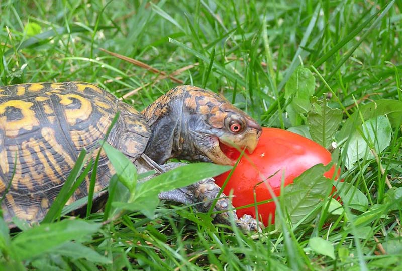 Box Turtle Food Guide Box Turtle Food Turtle Diet Tortoise Food