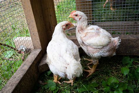 Broiler Chicken Breeds 16 Of The Best Meat Chickens Amy K Fewell