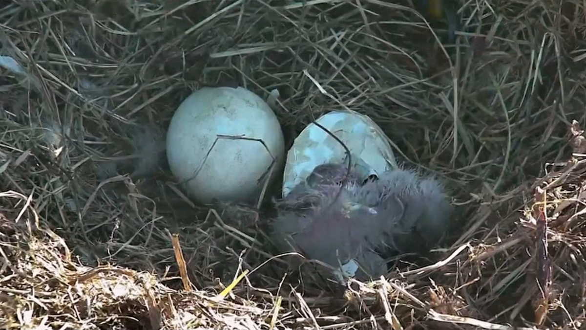 Camera Captures Amazing Footage Of Bald Eagle Egg Hatching In Washington Dc