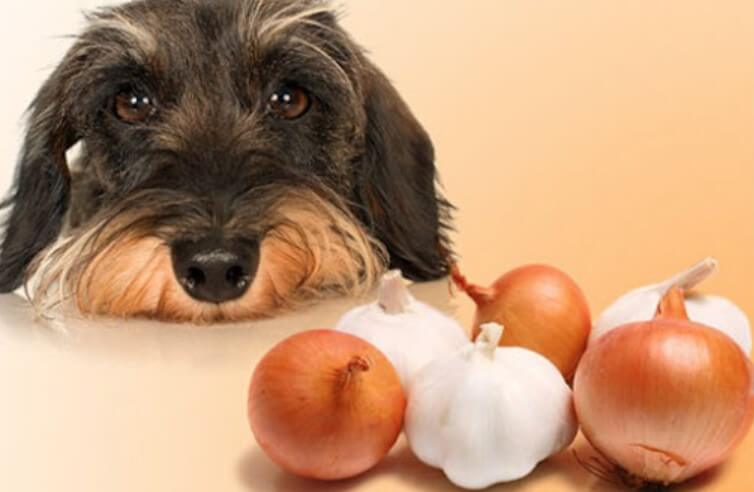 Can Dogs Eat Garlic Puppyfaqs