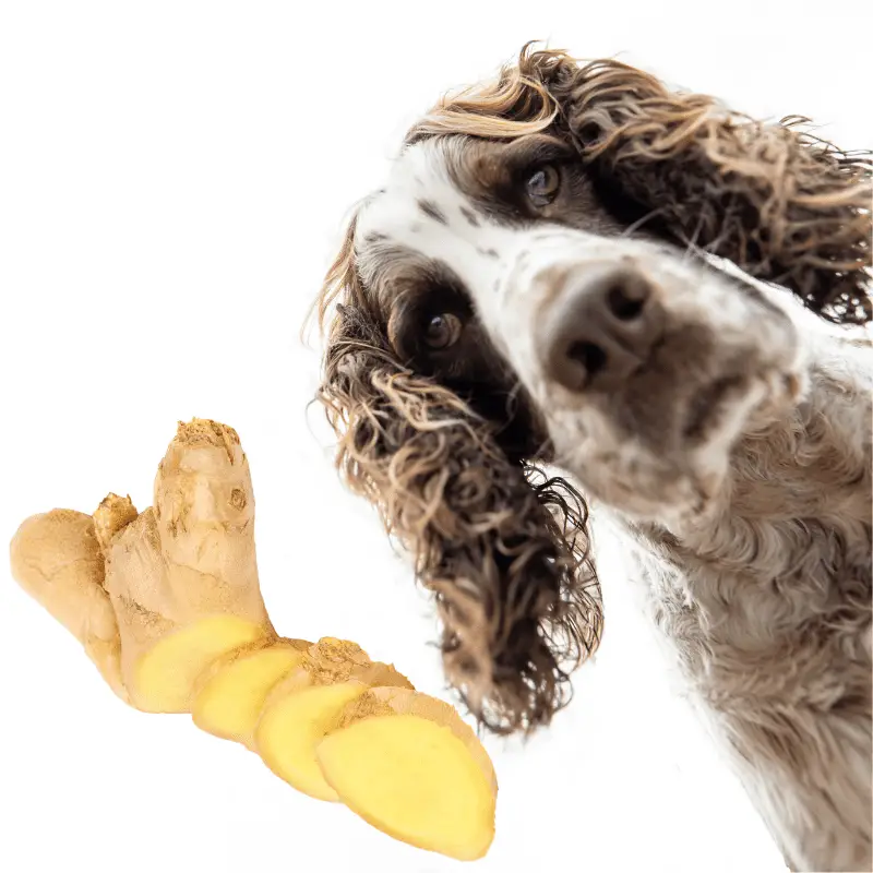 Can Dogs Take Ginger Capsules