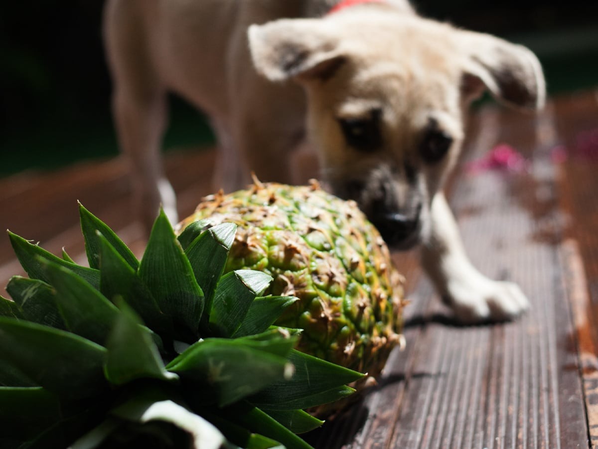 Can My Dog Have Pineapple