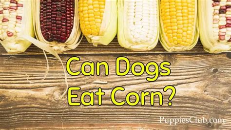 Can My Dogs Eat Corn Puppies Club Dog Eating Can Dogs Eat Corn